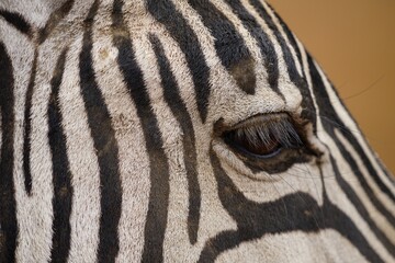 african wildlife, zebra, face, eye, close up