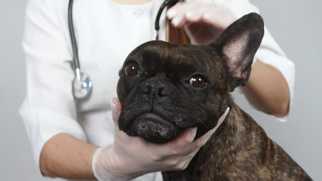 A beautiful cute black dog on the vet's desk in a veterinary clinic. Female hands looking for fleas and mites in thick animal fur, pet health care.
