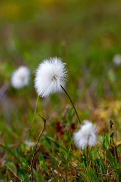 Eriophorum callitrix, commonly known as Arctic cotton, Arctic cottongrass, suputi, or pualunnguat in Inuktitut, is a perennial Arctic plant in the sedge family, Cyperaceae. It is one of the most