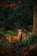 Naklejka premium English deer in the woods in Richmond Park, UK