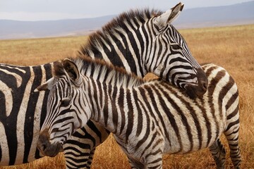 african wildlife, zebras, grassland