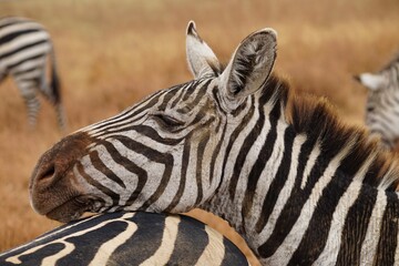 Fototapeta na wymiar african wildlife, zebra, grassland