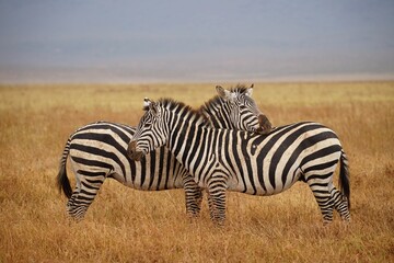 Fototapeta na wymiar african wildlife, zebras, grassland