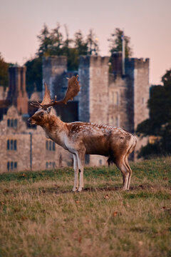 English deer in the woods with castle, Knole Park, UK