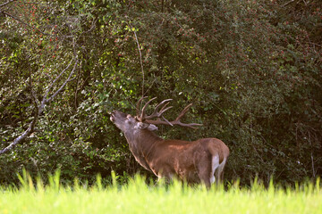 deer in the woods
