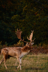 royal English deer stag in the woods at sunset 