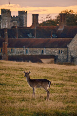 deer in the field with a stately manor in the background at sunset 