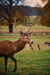 Closeup of English deer in the forest in Richmond Park, London 