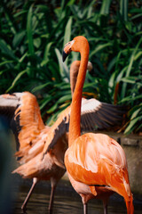 pink flamingo in the zoo