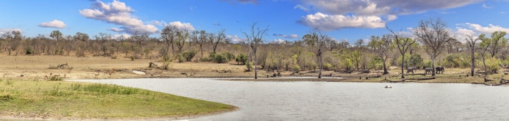 Panoramic image of a waterhole in South Africa's Kruger National Park with a herd of elephants