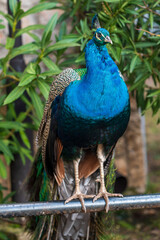 Naklejka premium Portrait of blue peacock standing on the rail. Green tree leaves as background. Peafowl.