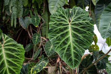 Philodendron Verrucosum foliage close up.