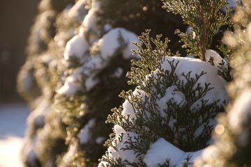 snow and frost on thuja trees