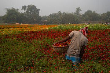 Fototapeta premium Khirai, West Bengal, India - 23.01.23 : Farmer plucking up flowers in marigold field, for sale. Valley of flowers. Tagetes, annual or perennial, herbaceous plants, family Asteraceae, marigold flowers.
