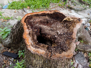 Tree stump. Cut tree trunk for lumber