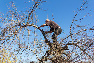 a man makes spring pruning of fruit trees in the garden on a warm spring day