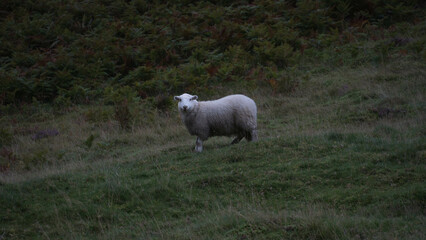 Mouton au milieu des foug&egrave;res
