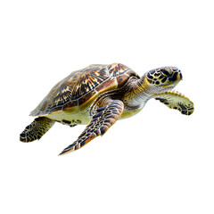 Fototapeta premium Sea Turtle Swimming Isolated on Transparent Background, PNG