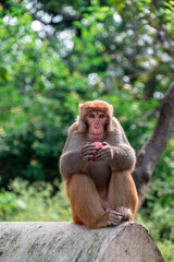 Monkeys close Pashupatinath Temple near Bagmati River that flows through the Kathmandu valley of Nepal. Hindus are cremated on the banks of this holy river