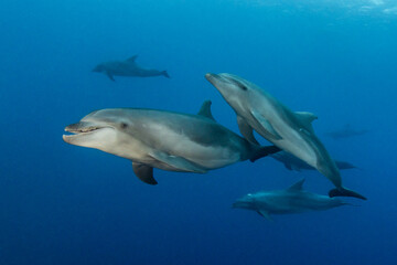 Bottlenose dolphins, French Polynesia