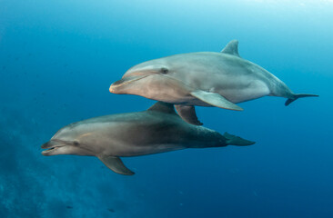 Obraz na płótnie Canvas Bottlenose dolphins, French Polynesia