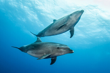 Fototapeta premium Bottlenose dolphins, French Polynesia