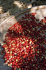 Thai origin: Highlight the specific location with "Thai coffee cherry," "Coffee cherry Thailand," or "Traditional Thai coffee harvest