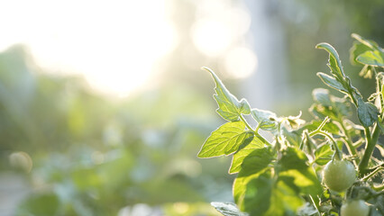 Tomato leaves home growth vegetables