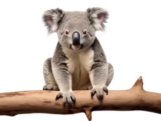 Fotobehang a koala bear on a branch © Nicoleta