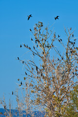 Albero di cormorani, Lago Trasimeno