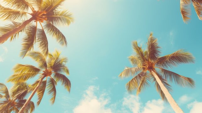 Tall palm trees stretch in the blue sky, vintage style, tropical beach and summer background.