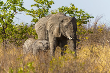 Obraz premium Mother elephant stands by her calf in a grassy bushland setting in the Etosha National Park, Namibia