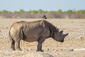 Obraz premium Beautiful hooded crow gracefully perched on the back of a majestic rhinoceros