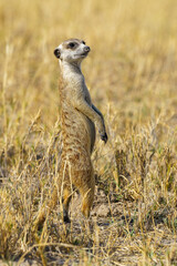 Close-up shot of an adorable small meerkat standing in Nxai Pan National Park, Botswana