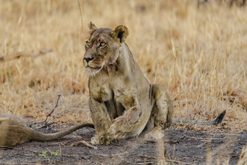 Stunning lioness in the Central Kalahari Game Reserve in Botswana