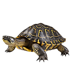Fototapeta premium Turtle Isolated on Transparent Background, PNG