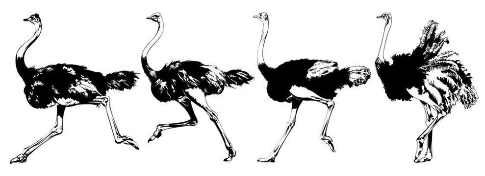 Ostrich Silhouette Illustration 