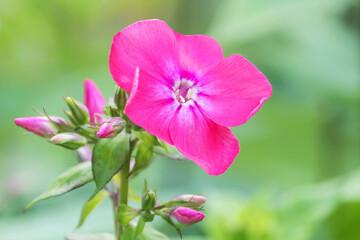 Obraz premium Close-up pink inflorescence of perennial tall phlox.