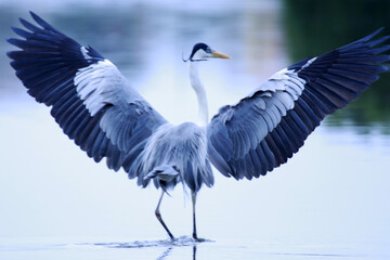 Garça Real Europeia mostrando o esplendor de suas asas na lagoa de Guaratiba -Maricá - RJ