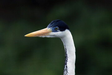 Garça Real Europeia mostrando em detalhes a sua beleza e elegância na lagoa de Guaratiba - Maricá - RJ