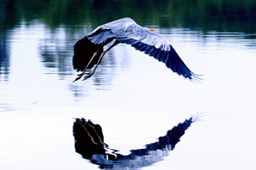 Garça Real Europeia mostrando a sua beleza e elegância na lagoa de Guaratiba -Maricá - RJ