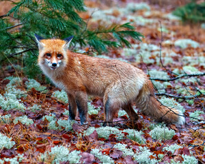 Red Fox Photo and Image. Close-up side view standing on moss and red autumn leaves in its environment and habitat surrounding and looking at camera.