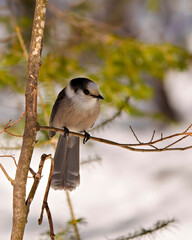 Gray Jay Photo and Image. Perched on a tree branch displaying grey and white plumage in its environment and habitat .