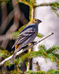 Pine Grosbeak Photo and Image. Grosbeak female perched on a branch with a blur forest background in its environment and displaying rust colour feather plumage. Grosbeak Portrait.