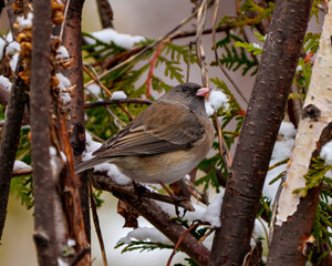 Junco Dark-eyed Photo and Image. Close-up side view perched on a tree branch with a blur forest background in its environment and habitat surrounding. Winter season.