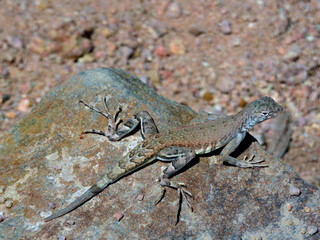 Naklejka na ściany i meble Gecko in Saguaro National Park, Tucson, Arizona, United States