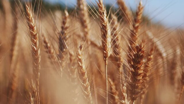 Wheat spikelets with whiskers in countryside field closeup. Golden barley cultivated in farm meadow on summer day. Food manufacturing
