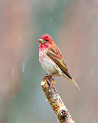 Fototapeta premium Purple Finch Photo and Image. Finch male close-up side view, perched on a twig in the springtime with falling rain and a soft rainbow blur background in its environment.