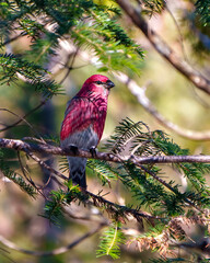 Pine Grosbeak Photo and Image. Male front view perched on a coniferous tree branch displaying red plumage feather in its environment and habitat surrounding.