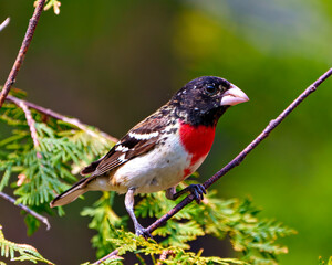 Rose-breasted Grosbeak Photo and Image. Grosbeak male close-up side view perched on a branch with colourful background in its environment and habitat.